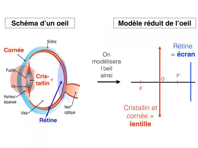 Schéma d'un oeil et son modèle réduit