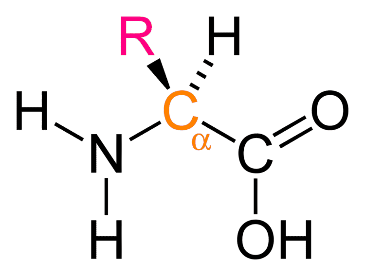 Groupe caractéristique de la famille des acides aminés