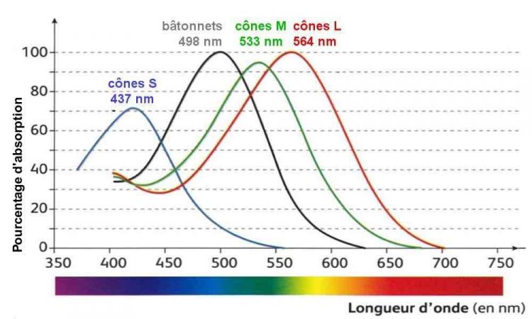 Graphique représentant les radiations captées par chaque type de cônes sur la rétine