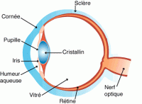 Lire la suite à propos de l’article L’oeil : modélisation et fonctionnement