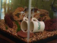 Une tasse dans un aquarium met en évidence le phénomène de réfraction
